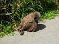 baby peacock